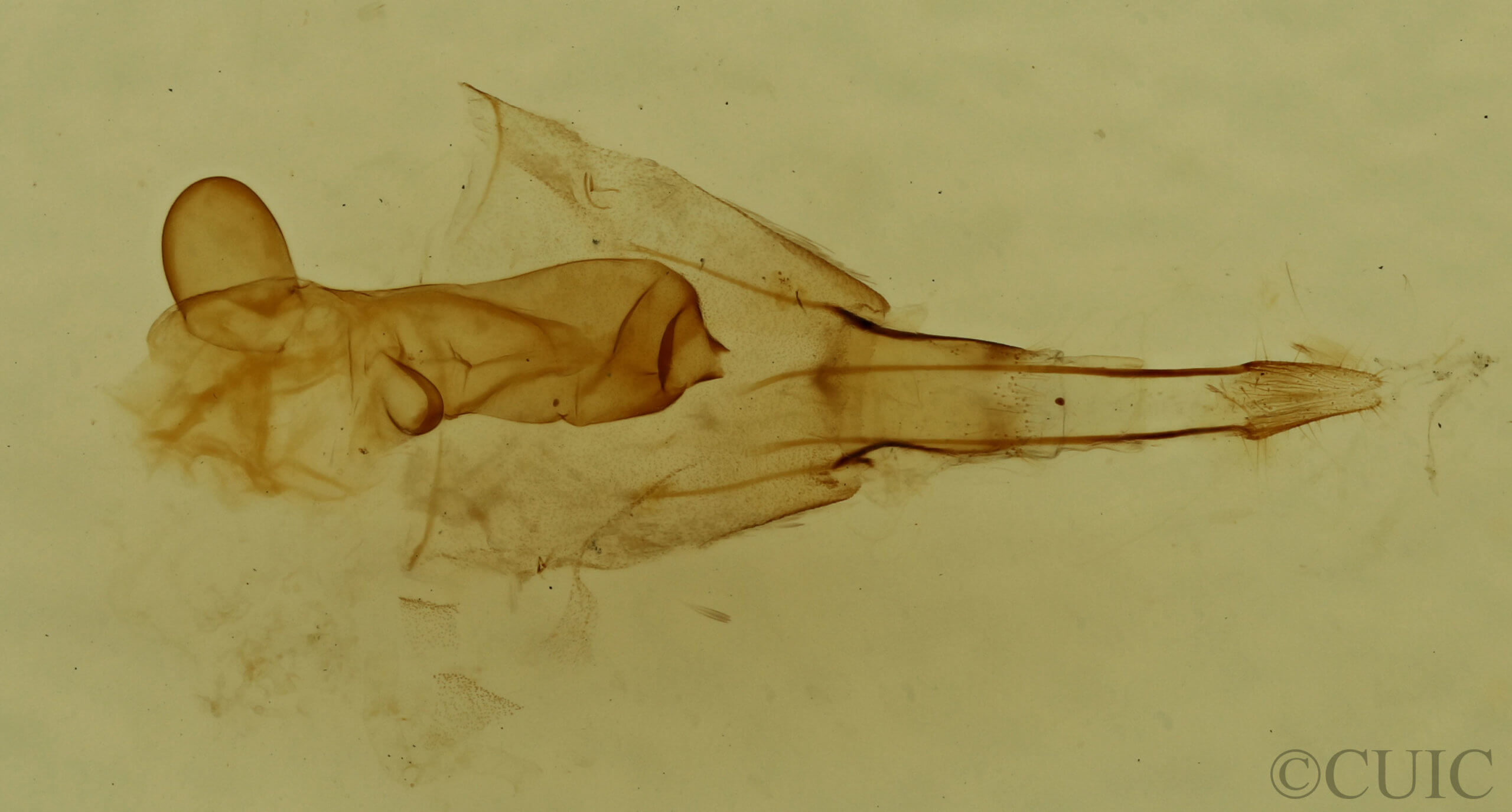 genitalia view of adult Hydriomena  renunciata