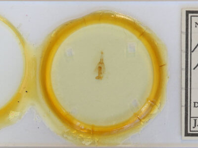 slide view of adult Hydriomena  renunciata