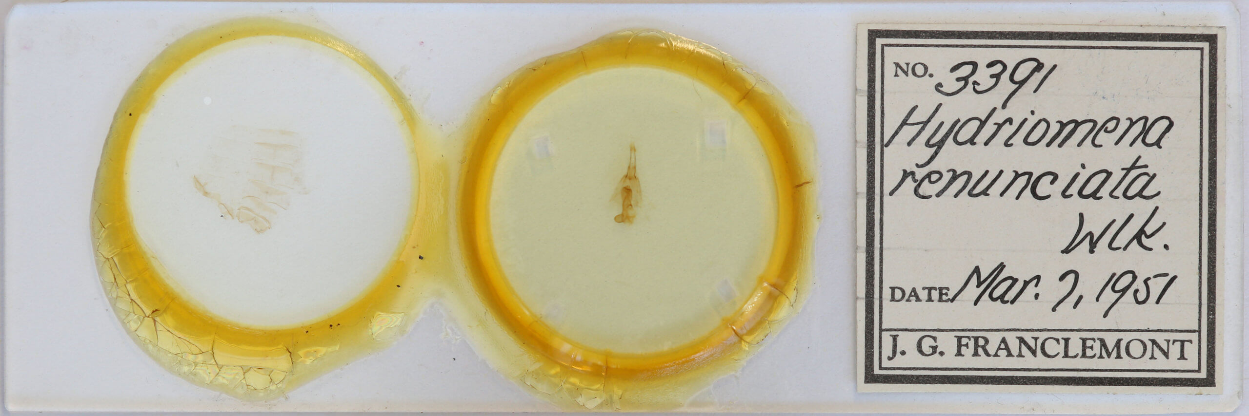 slide view of adult Hydriomena  renunciata