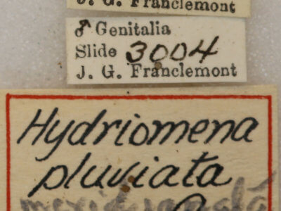 label view of adult Hydriomena transfigurata manitoba