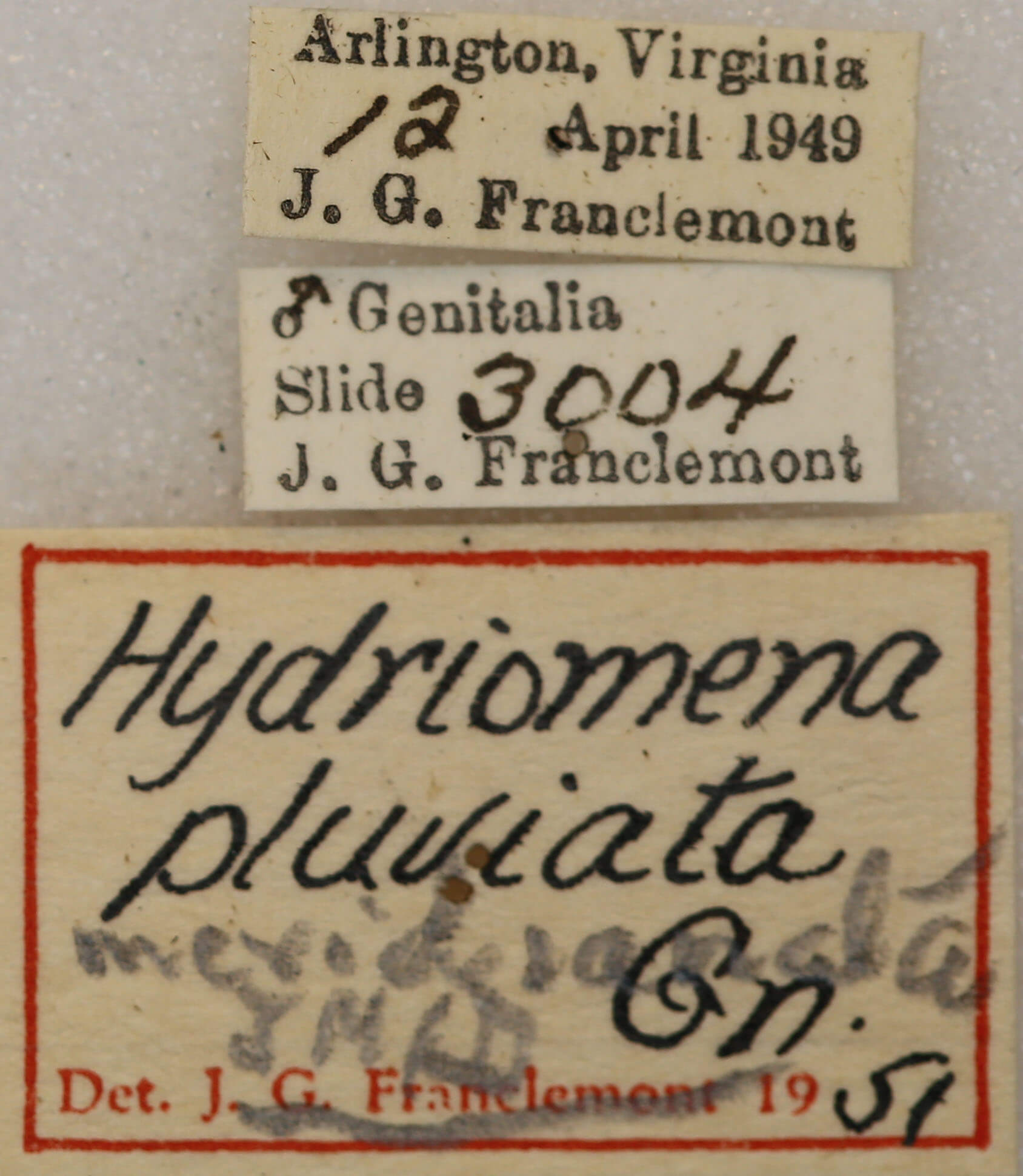 label view of adult Hydriomena transfigurata manitoba