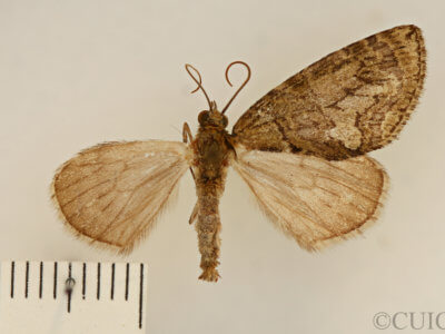 dorsal view of adult Hydriomena transfigurata manitoba