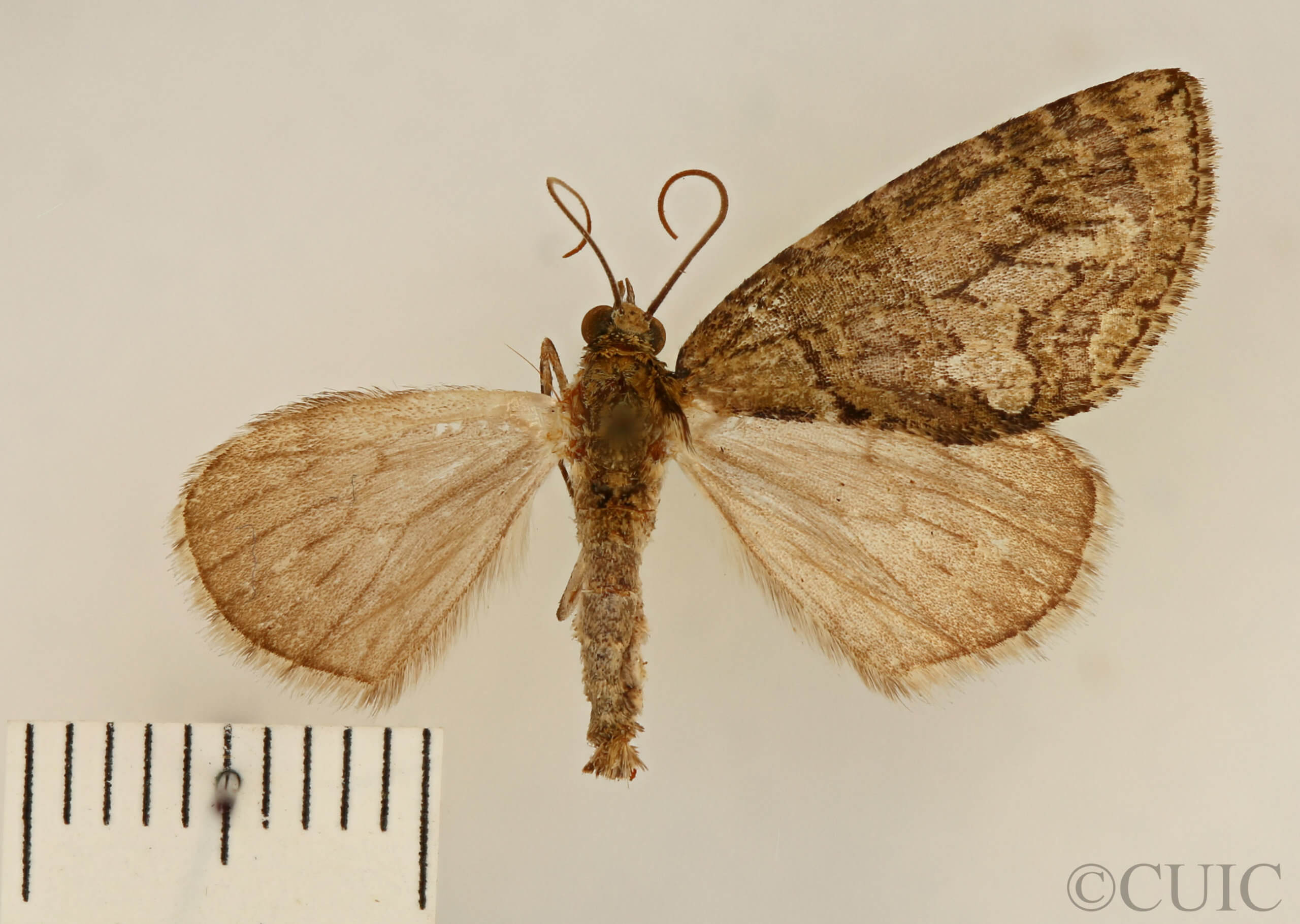 dorsal view of adult Hydriomena transfigurata manitoba