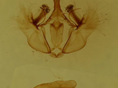 genitalia view of adult Hydriomena transfigurata manitoba