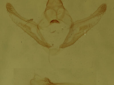 genitalia view of adult Hypagyrtis unipunctata