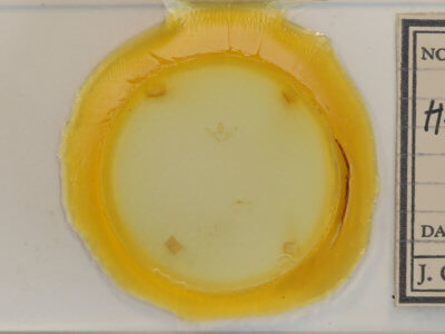 slide view of adult Hypagyrtis unipunctata