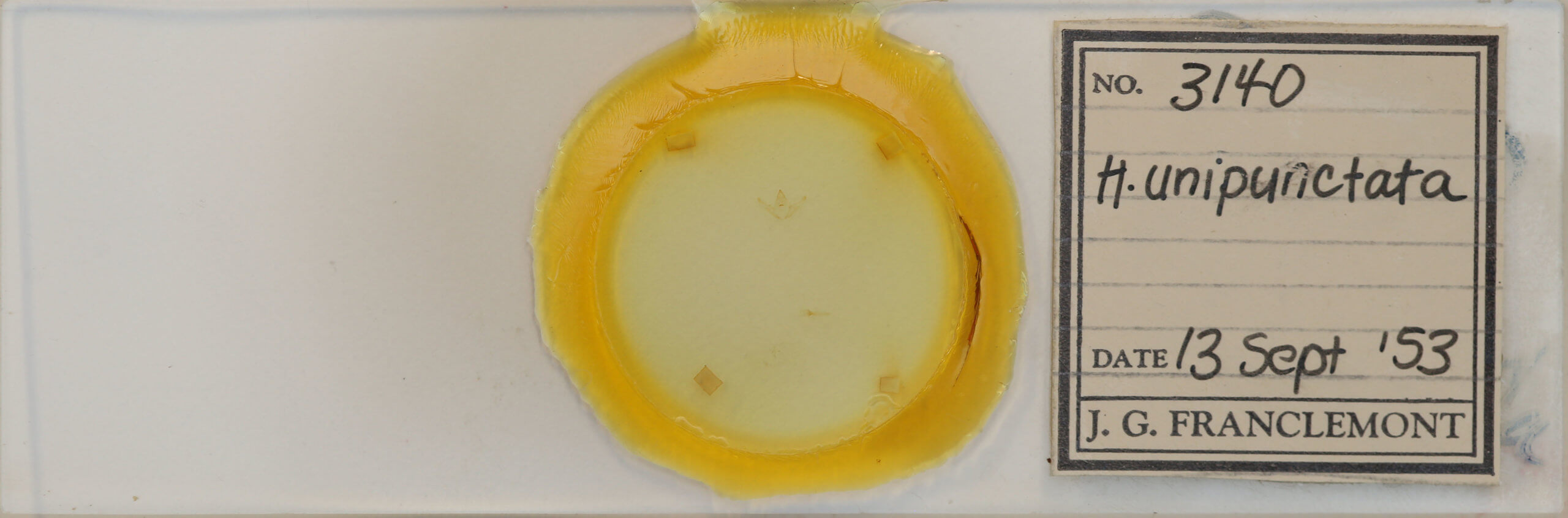 slide view of adult Hypagyrtis unipunctata