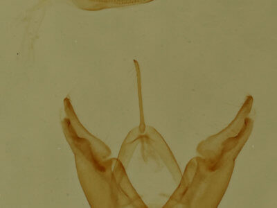 genitalia view of adult Hyperstrotia aetheria