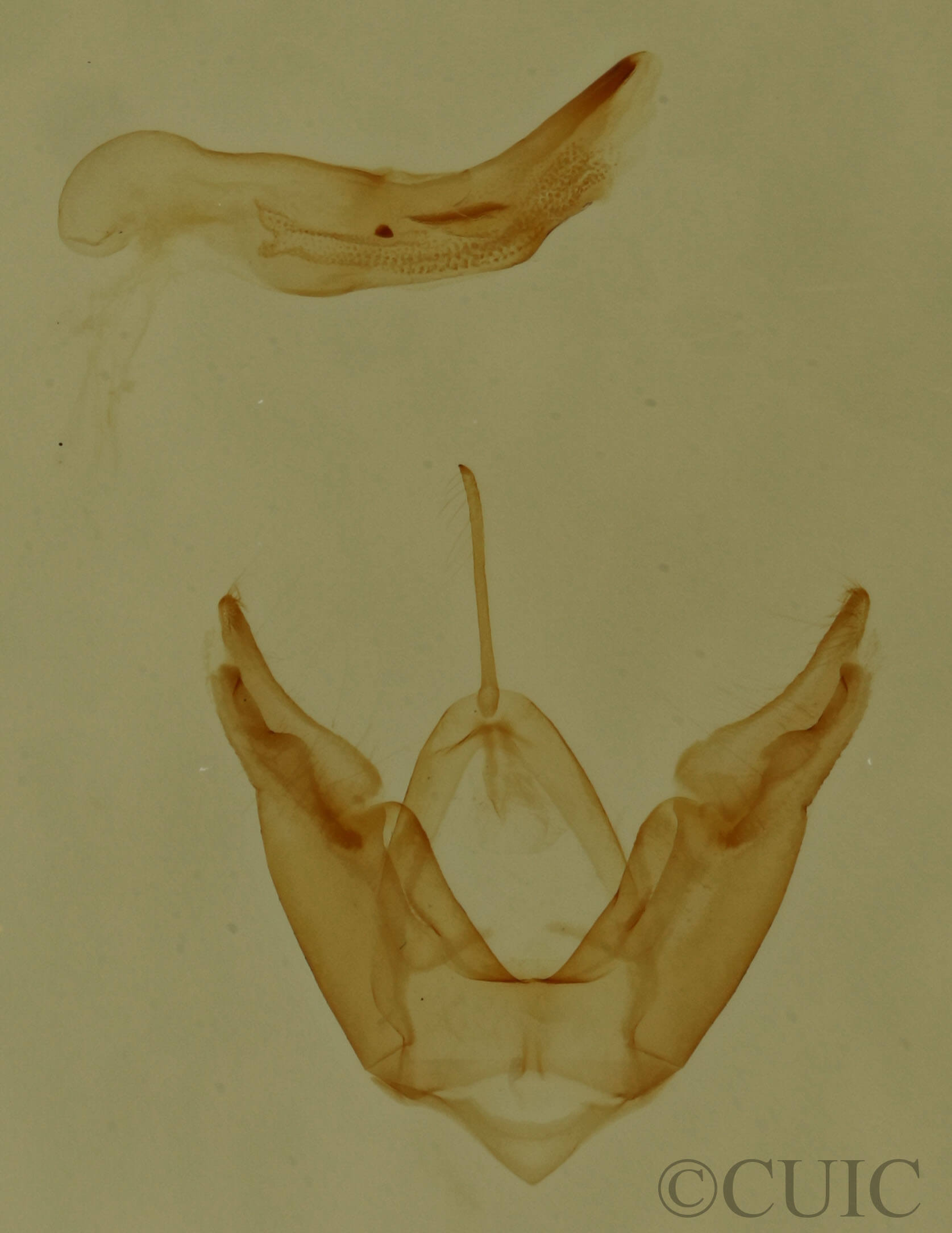 genitalia view of adult Hyperstrotia aetheria