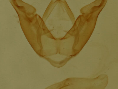 genitalia view of adult Hyperstrotia aetheria