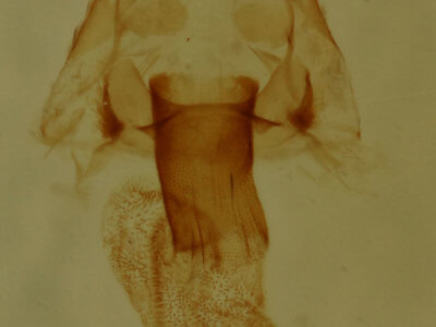 genitalia view of adult Hyperstrotia aetheria