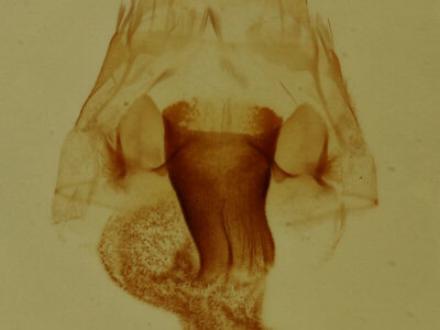 genitalia view of adult Hyperstrotia aetheria