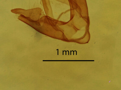 genitalia view of adult Hyperstrotia flaviguttata
