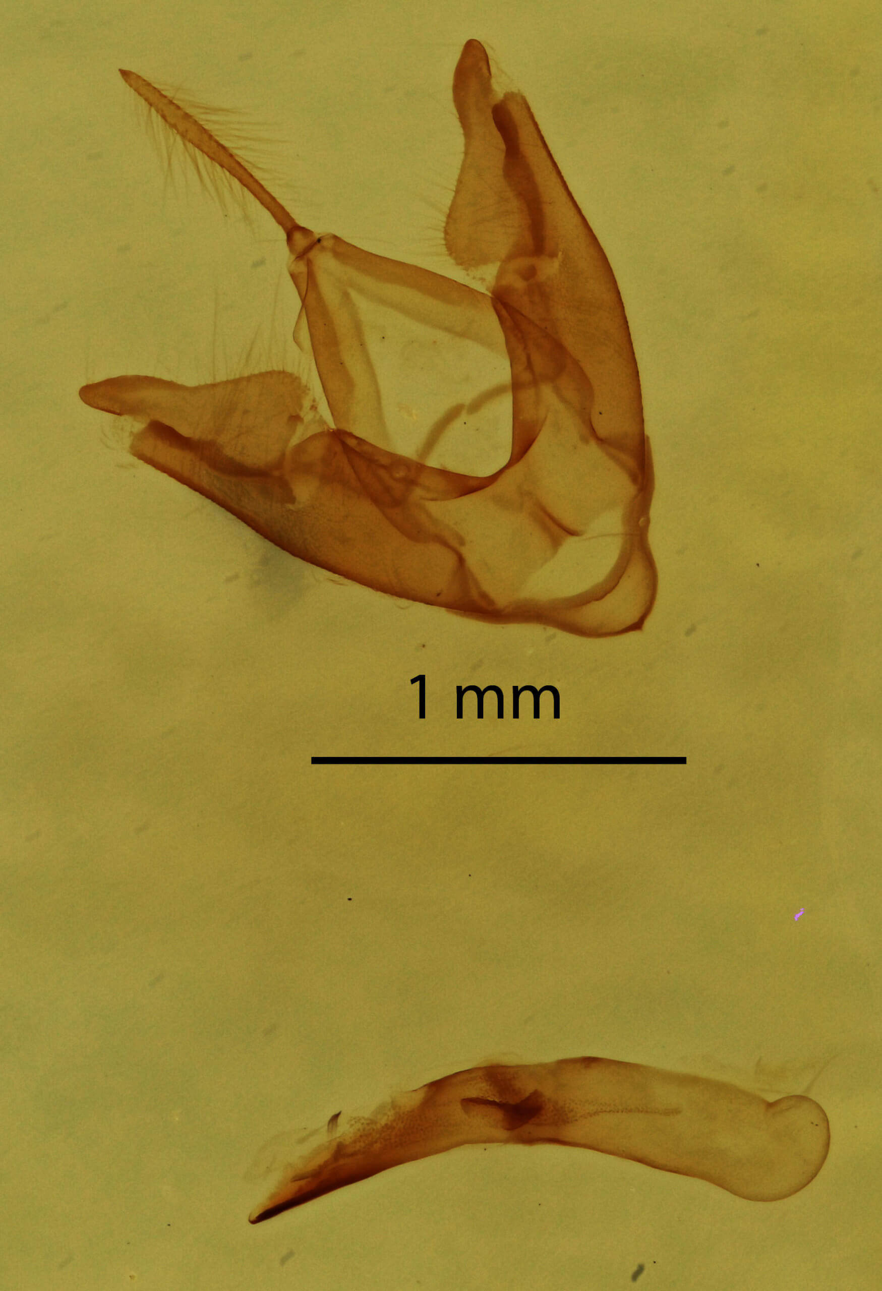 genitalia view of adult Hyperstrotia flaviguttata