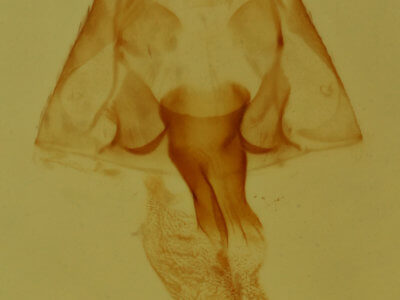 genitalia view of adult Hyperstrotia flaviguttata