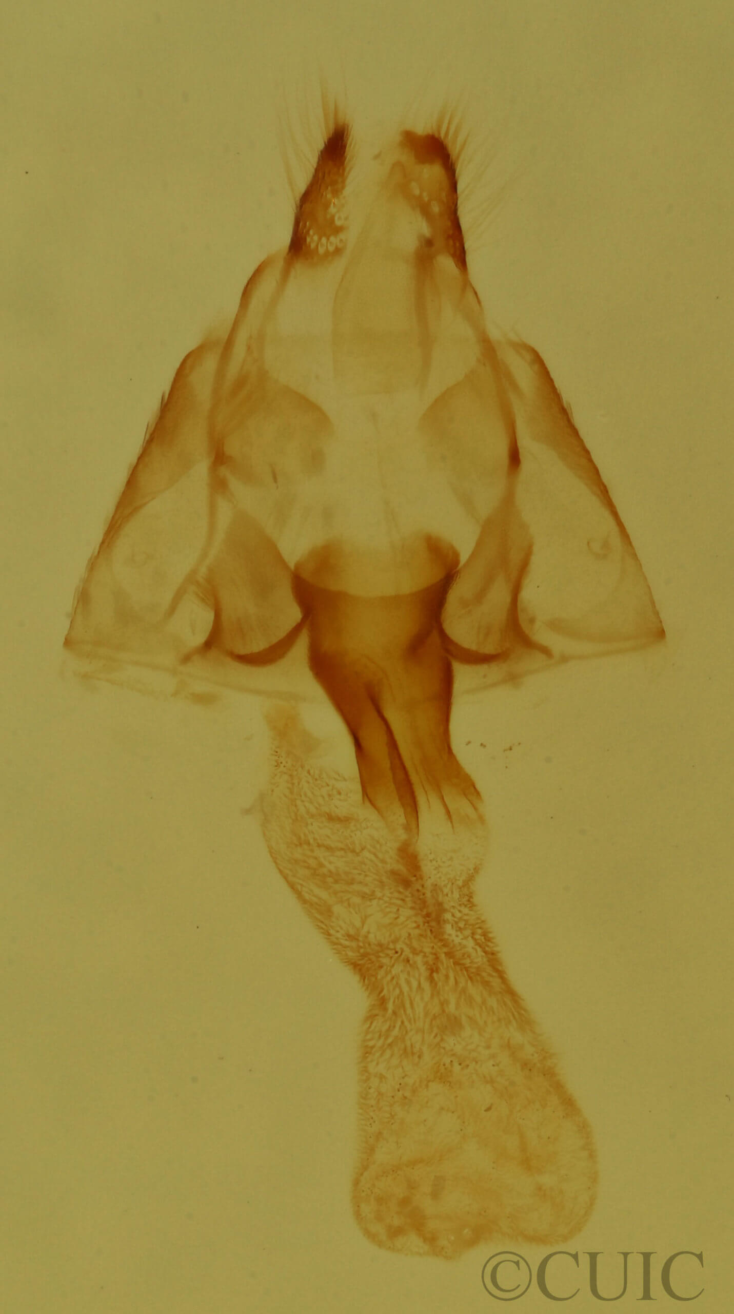 genitalia view of adult Hyperstrotia flaviguttata