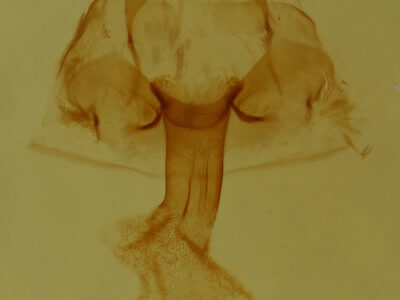 genitalia view of adult Hyperstrotia pervertens