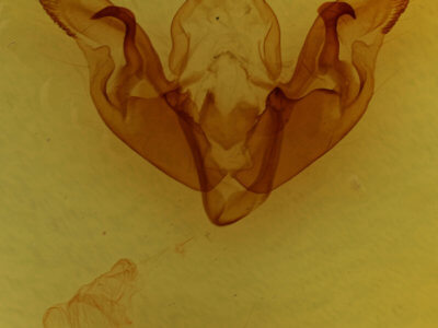 slide view of adult Hyppa xylinoides