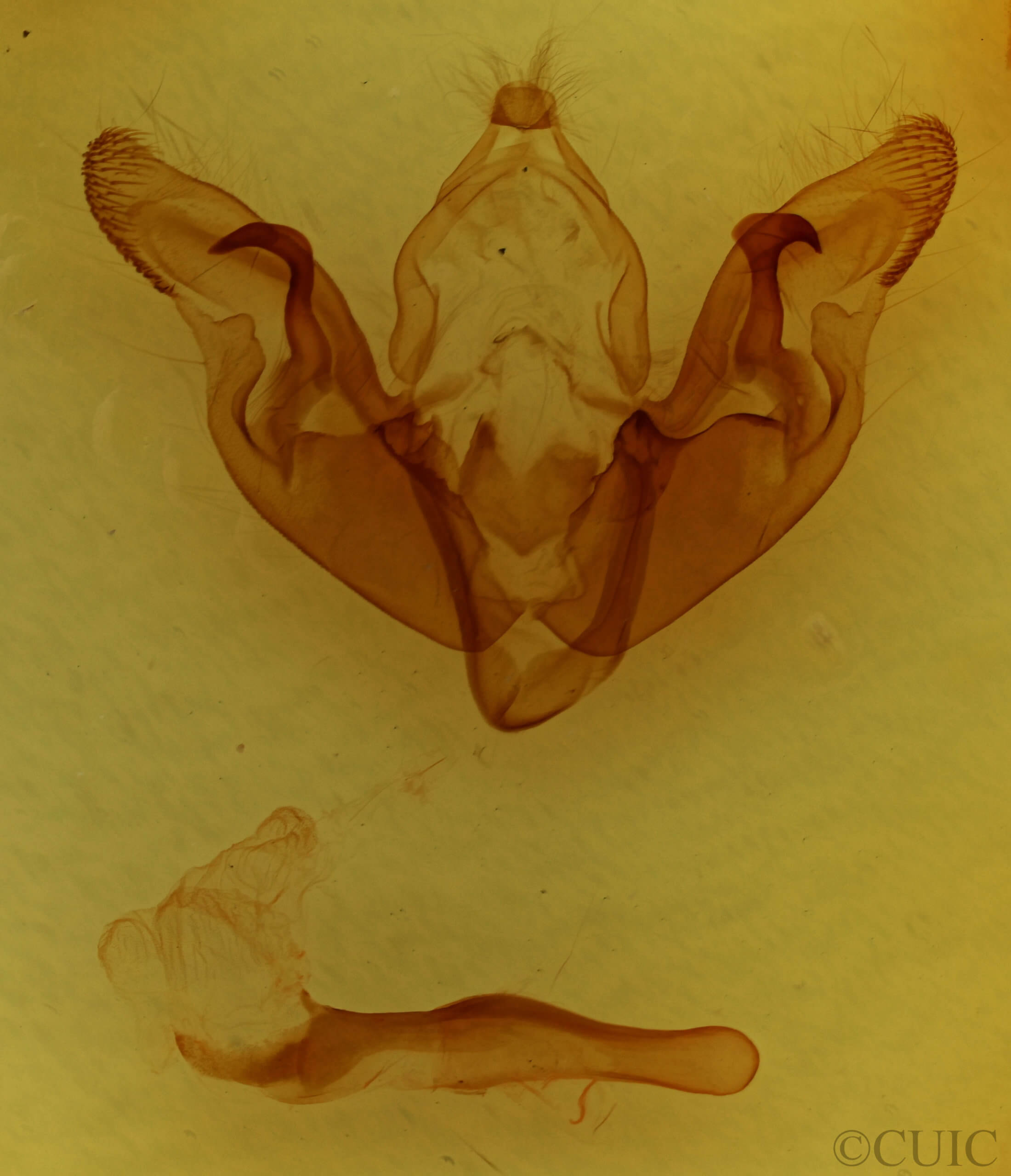 slide view of adult Hyppa xylinoides