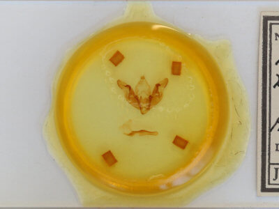 slide view of adult Hyppa xylinoides