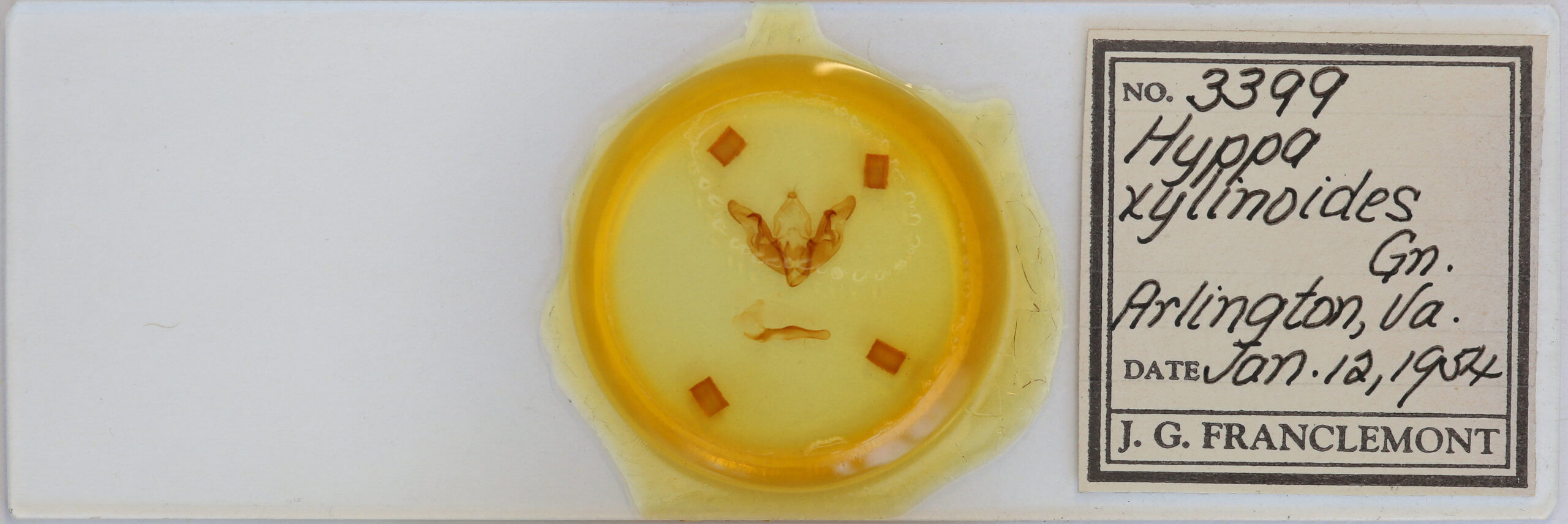 slide view of adult Hyppa xylinoides