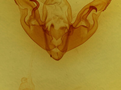 genitalia view of adult Hyppa xylinoides