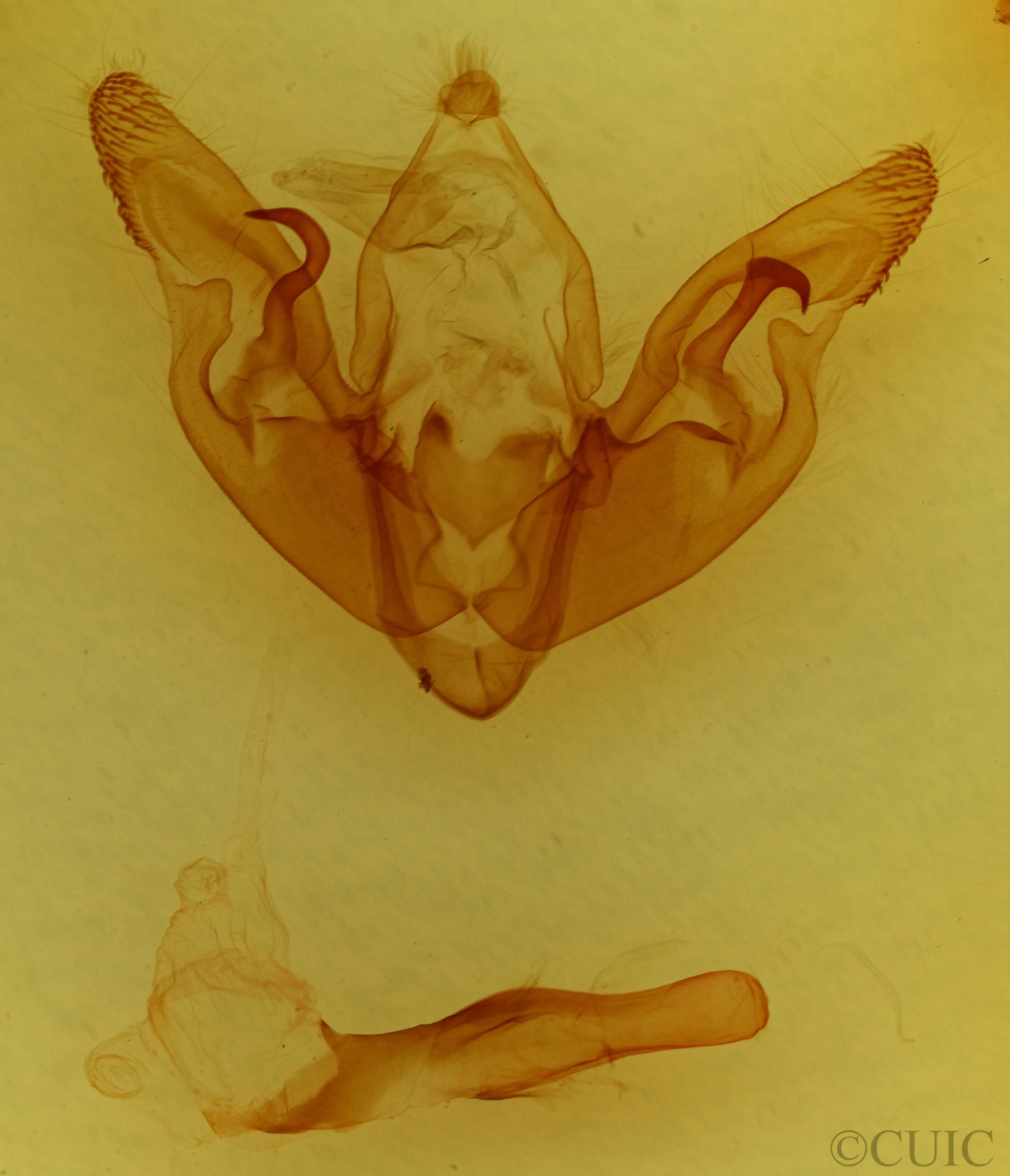 genitalia view of adult Hyppa xylinoides