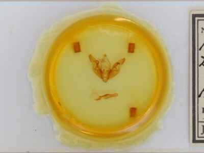 slide view of adult Hyppa xylinoides