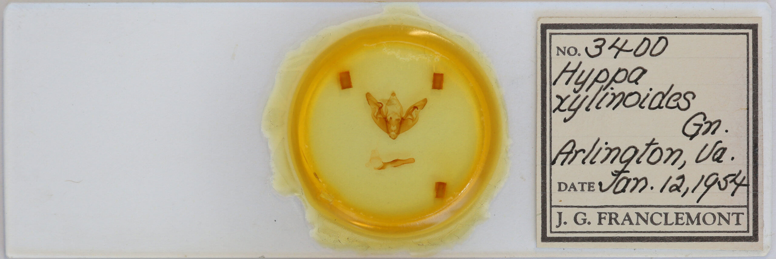 slide view of adult Hyppa xylinoides