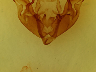 genitalia view of adult Hyppa xylinoides