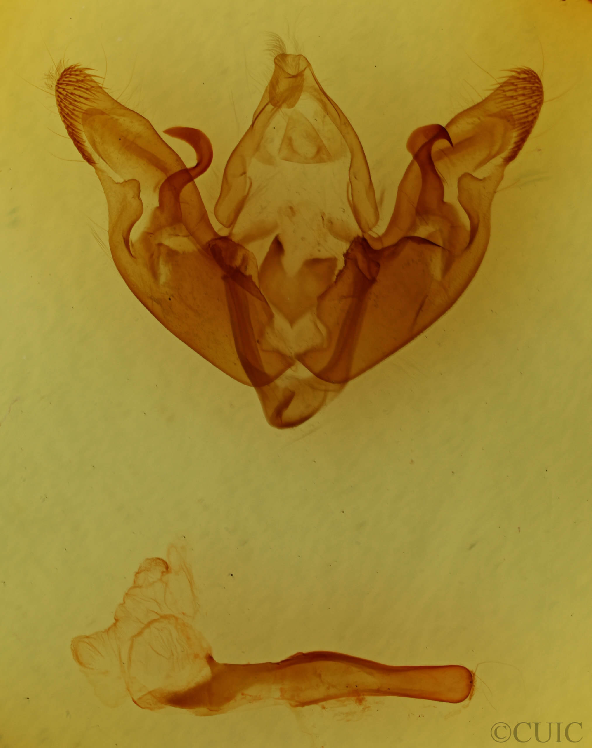 genitalia view of adult Hyppa xylinoides