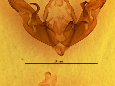 genitalia view of adult Hyppa  xylinoides