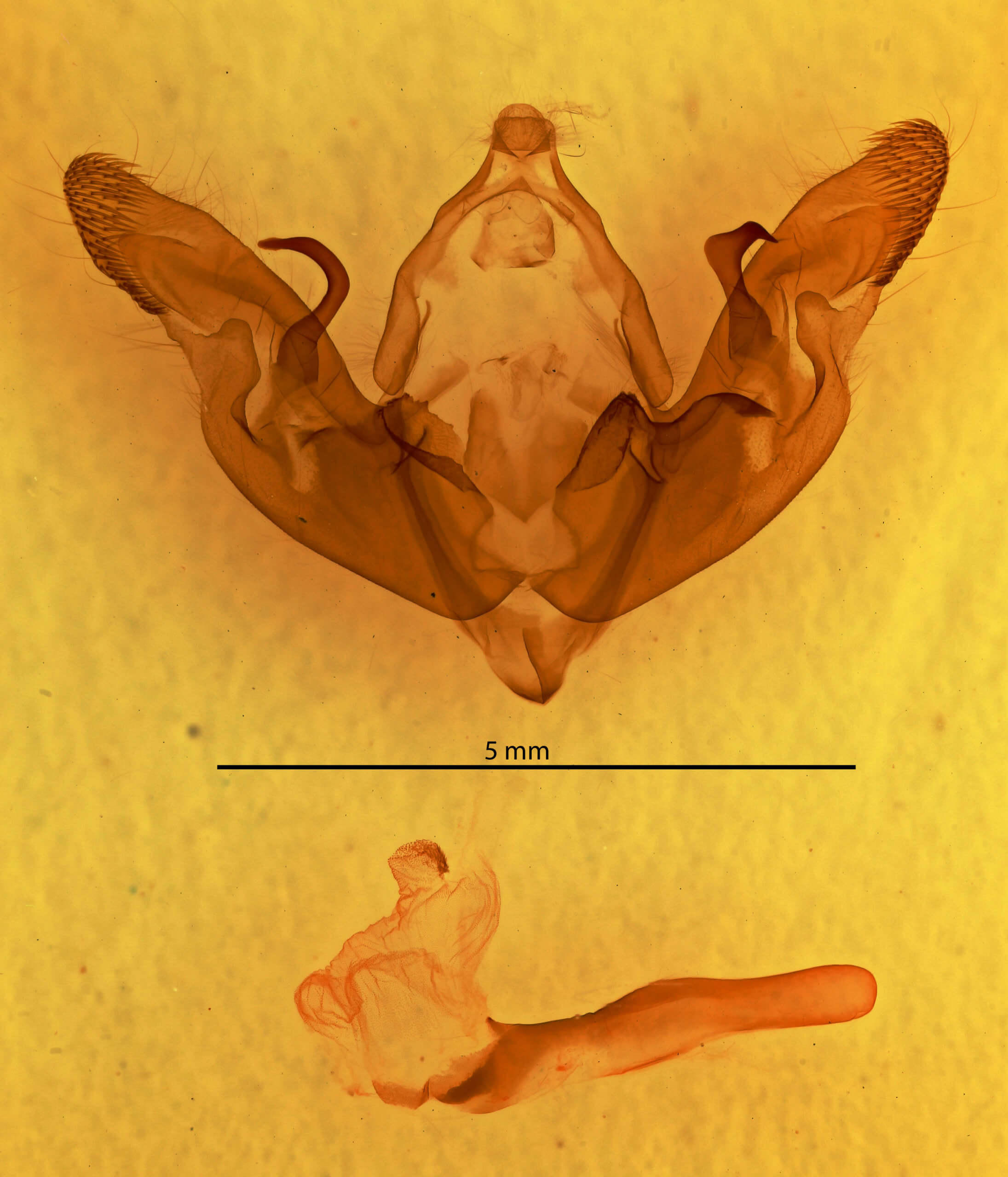 genitalia view of adult Hyppa  xylinoides