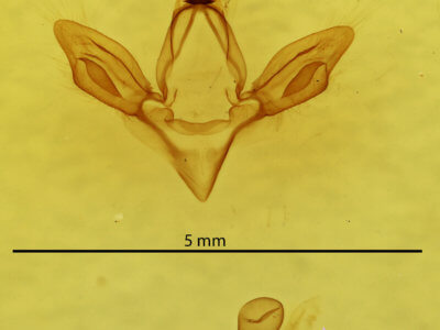 genitalia view of adult Hypsoropha hormos