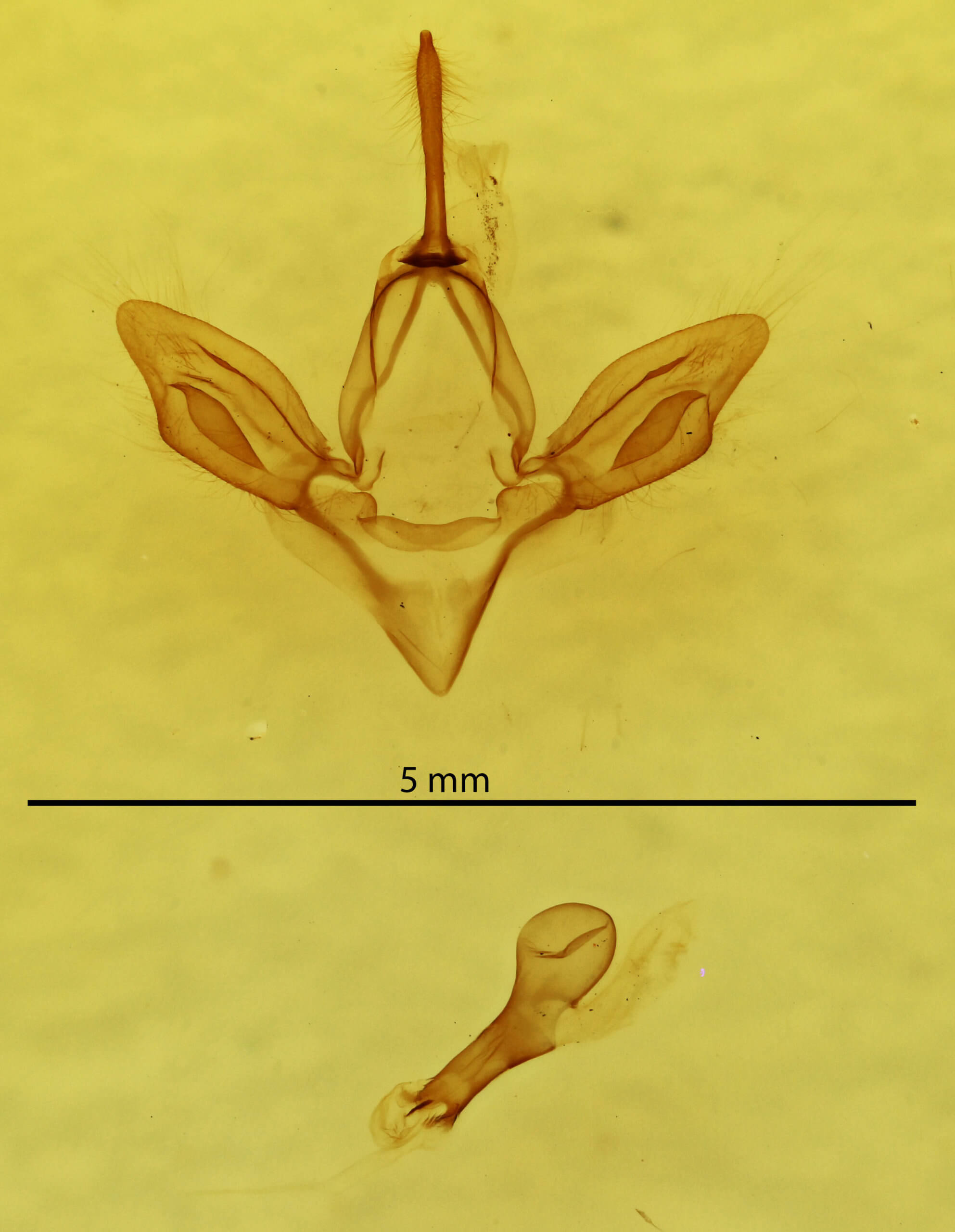 genitalia view of adult Hypsoropha hormos