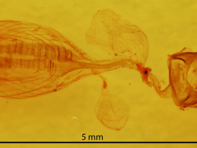 genitalia view of adult Hypsoropha hormos