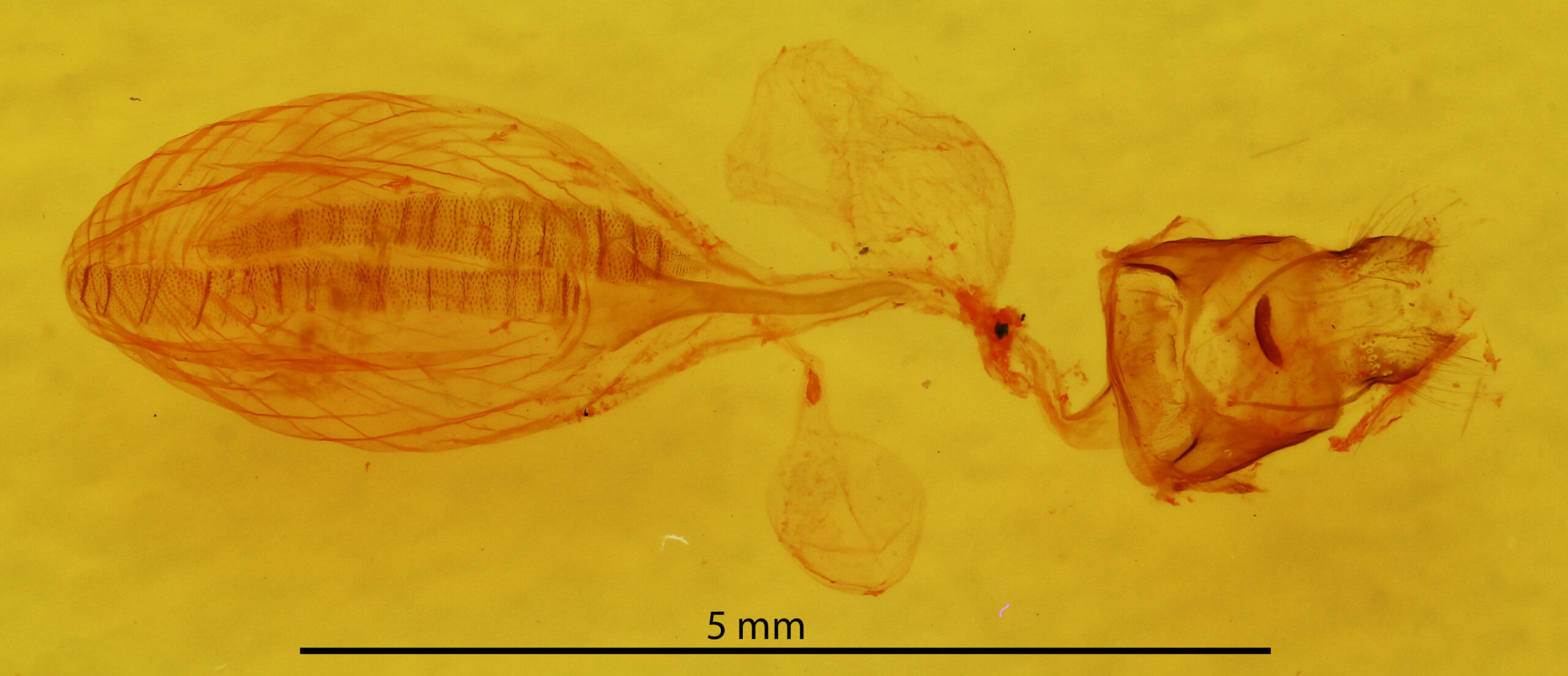 genitalia view of adult Hypsoropha hormos