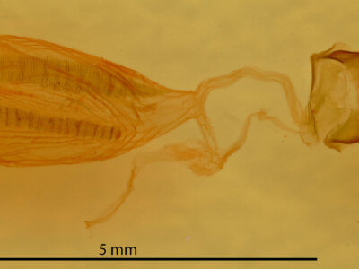 genitalia view of adult Hypsoropha hormos