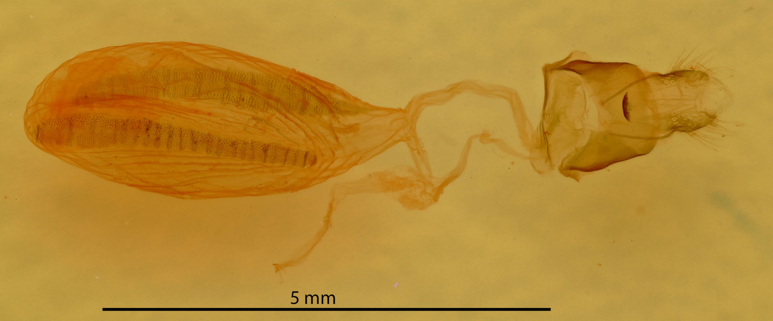 genitalia view of adult Hypsoropha hormos