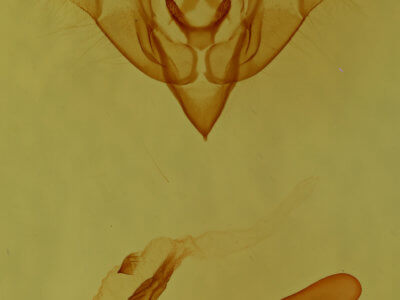 genitalia view of adult Iodopepla u-album