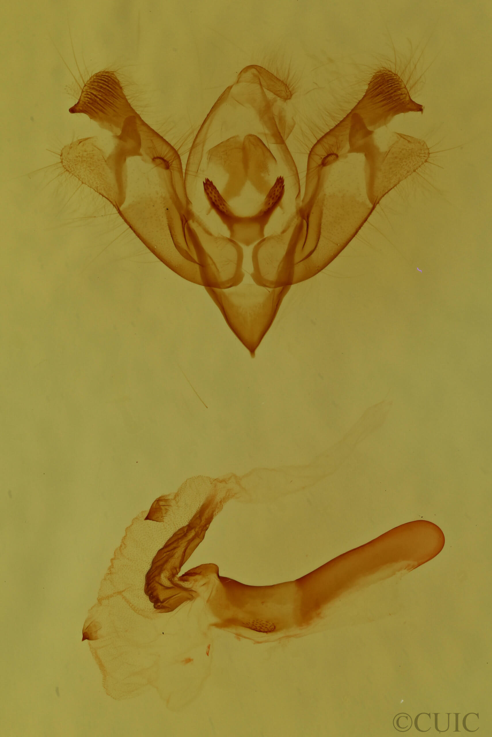 genitalia view of adult Iodopepla u-album
