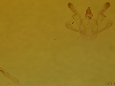 genitalia view of adult Macaria pustularia