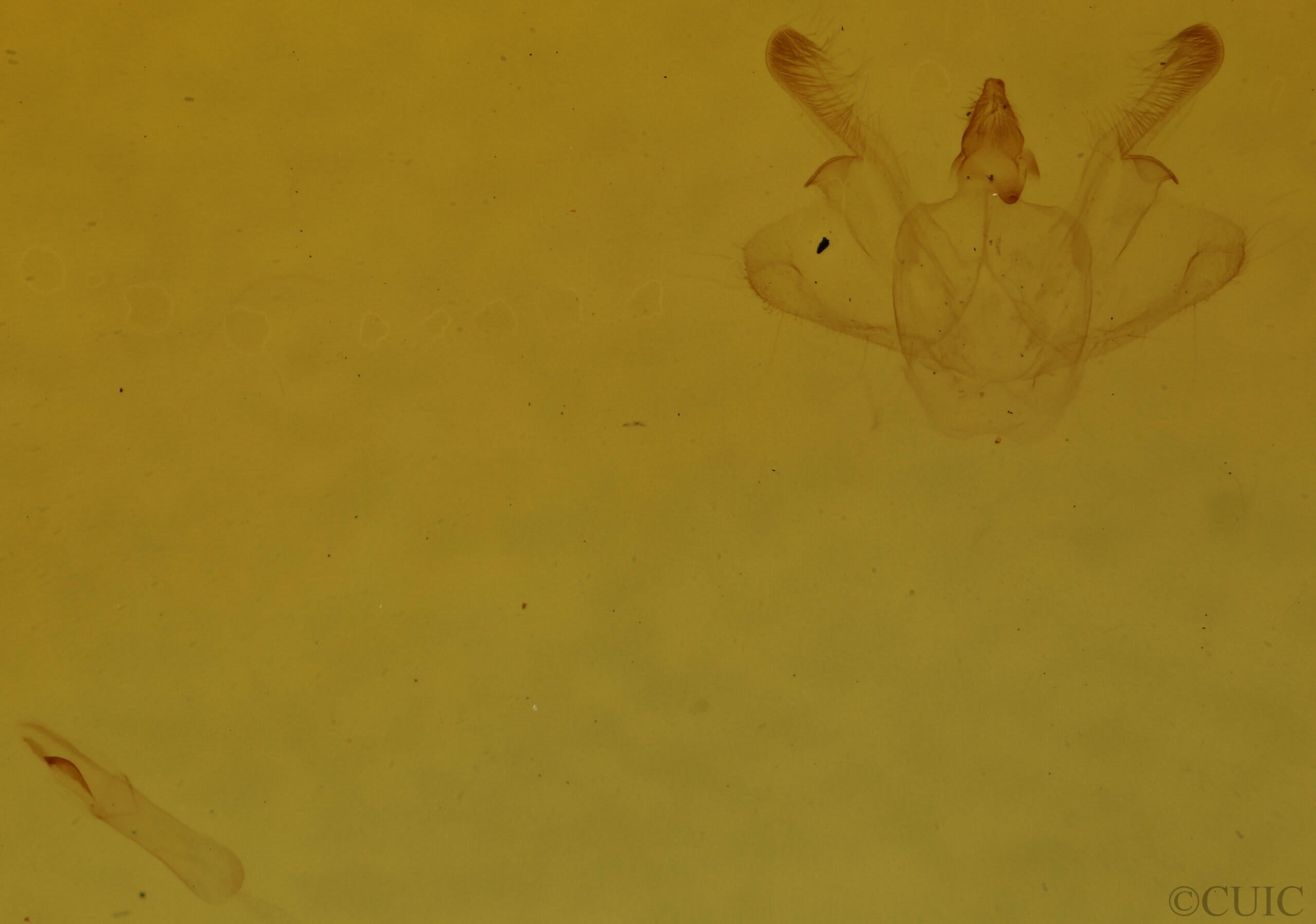 genitalia view of adult Macaria pustularia