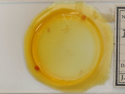 slide view of adult Macaria pustularia