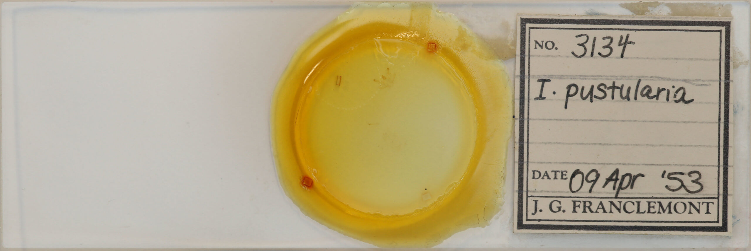 slide view of adult Macaria pustularia