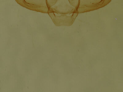 genitalia view of adult Macaria varadaria