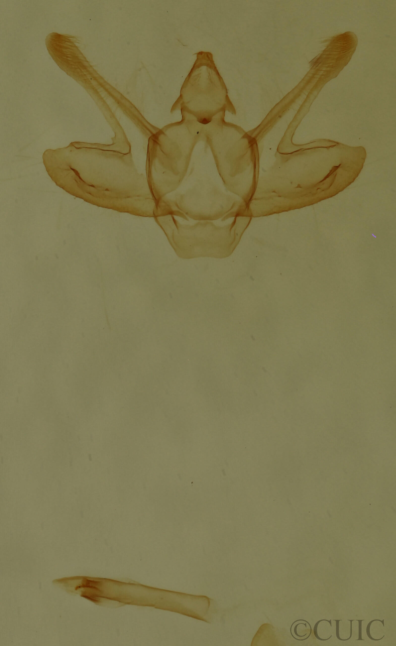 genitalia view of adult Macaria varadaria