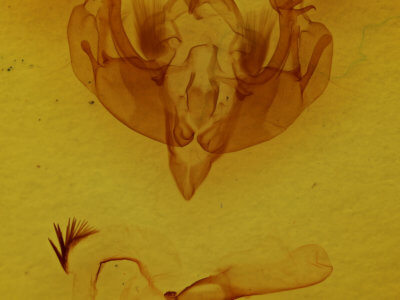 genitalia view of adult Lacanobia subjuncta
