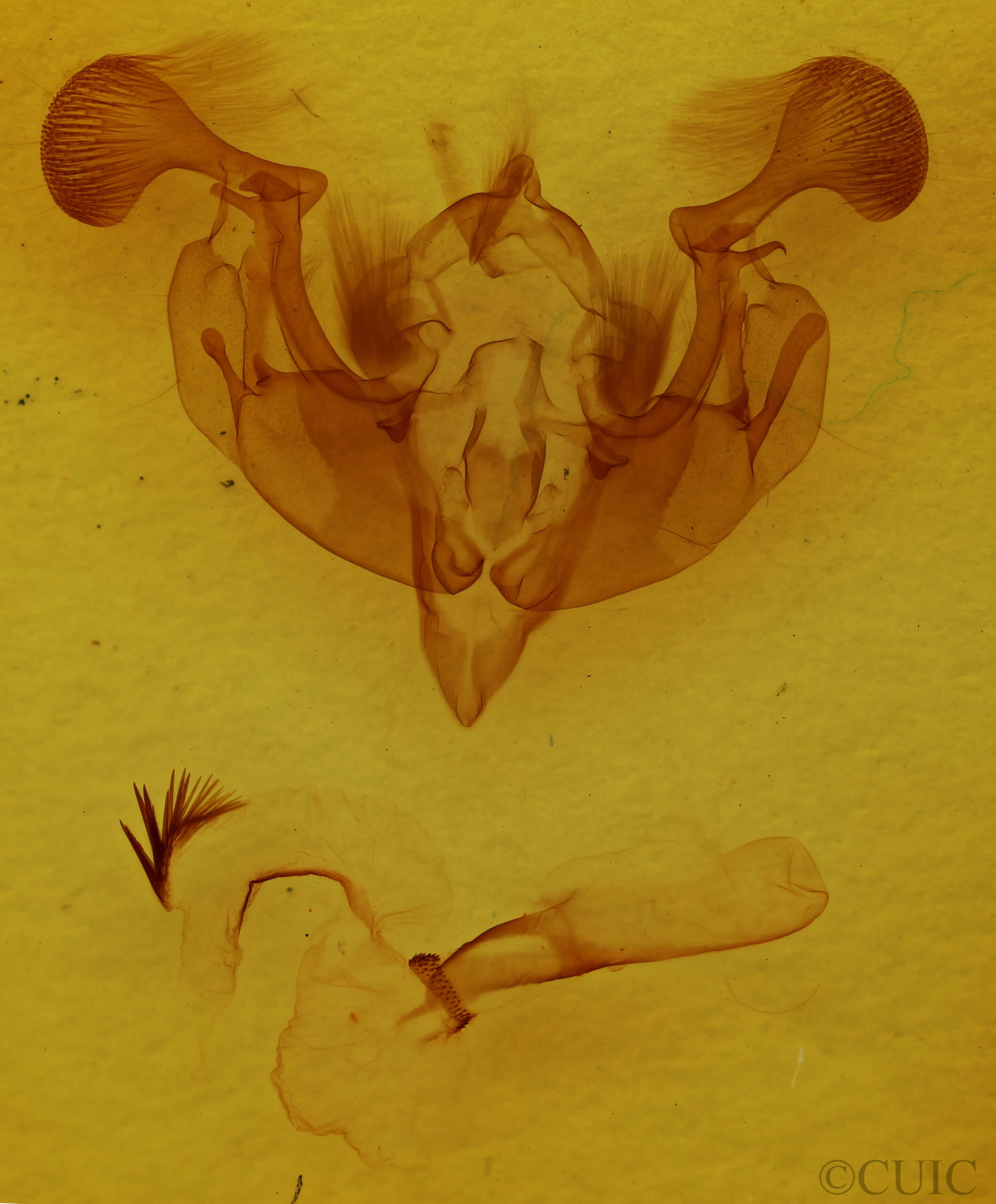 genitalia view of adult Lacanobia subjuncta