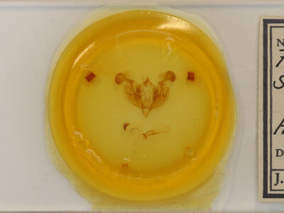 slide view of adult Lacanobia subjuncta